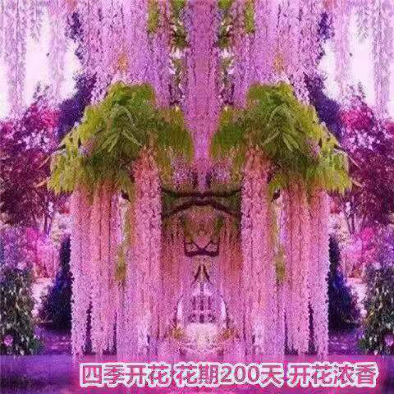 Япония длинное ухо фиолетовая лоза цветок рассада вьющееся растение виноградные лозы Глициния горшок для рассады старый ворс Четыре сезона Цветущий сад