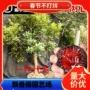 南方北方特大东魁杨梅树