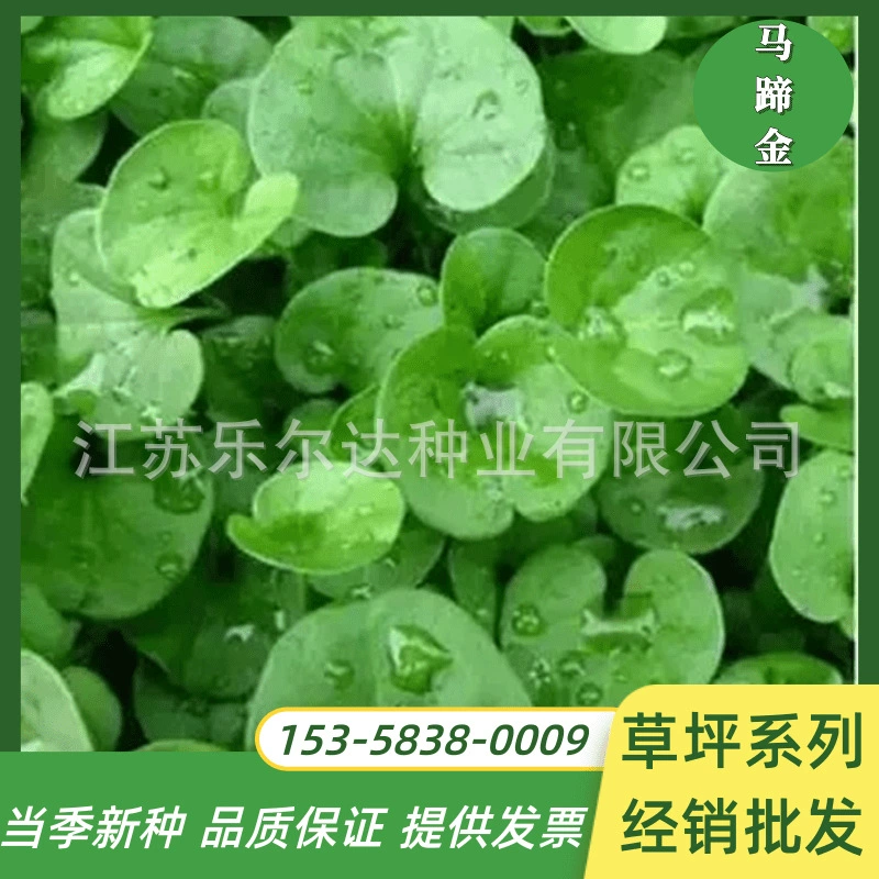 Газонная трава виды Подкова Золотые семена маленькие деньги трава медь деньги трава виды вечнозеленое озеленение Висячие зеленые растения живописное место