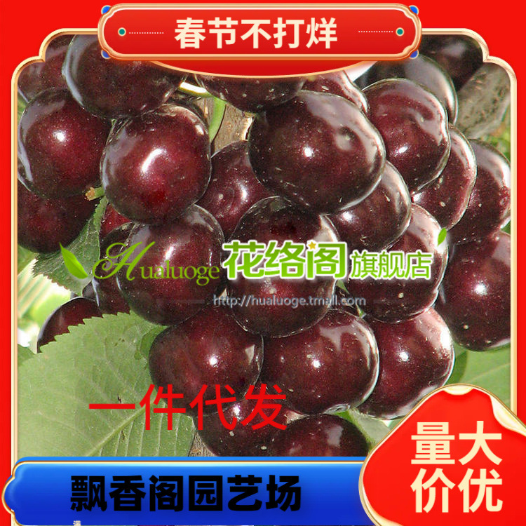 樱桃苗 现挖现发早熟果个大大樱桃树苗 嫁接樱桃车厘子果树苗