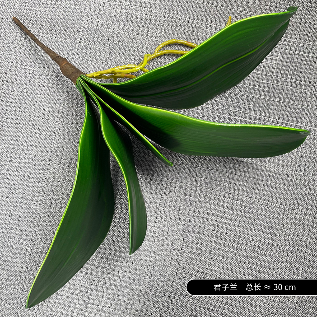 Hojas de Clivia de 5 hojas grandes