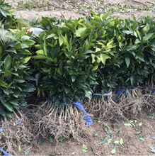 �t���˹�����Ʒ�N����48�t�������٘������ӹ�����������������