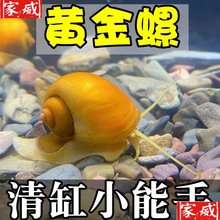 黄金螺淡水观赏螺清洁螺除藻清苔工具螺苹果螺不加温吃鱼龟便
