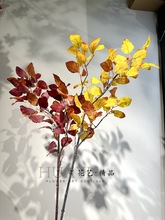 红色叶材黄色树叶乌桕叶植物大树装饰秋叶橡树叶