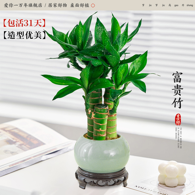 행운죽 3개 + 얼음유약 연두색 화분 + 원형 베이스 (포장석 + 영양액 포함)