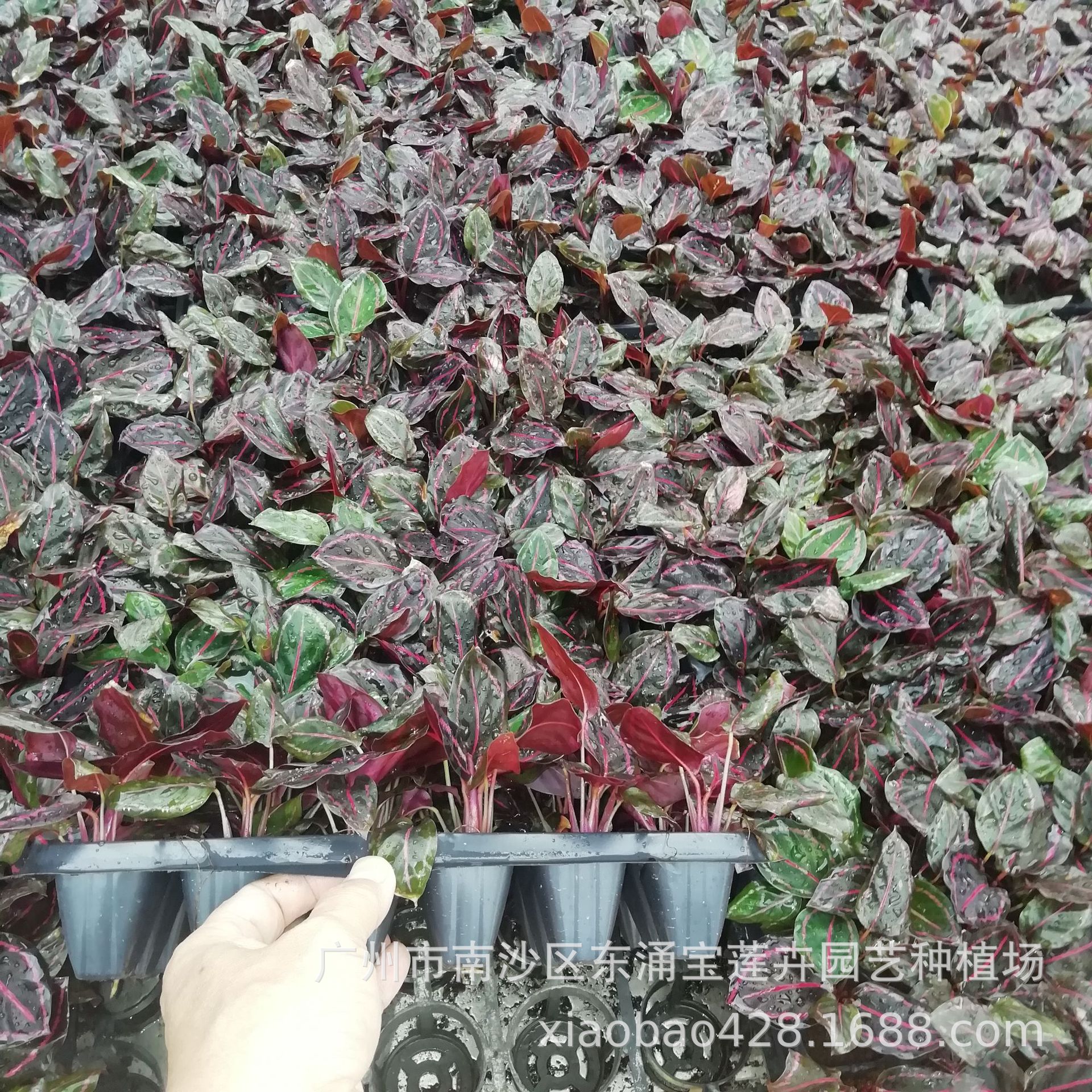 IMG_20200914_095831 - 副本