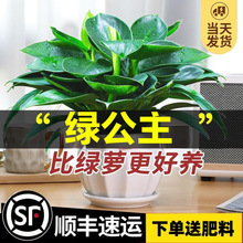 铂金钻盆栽绿萝箩花卉植物室内花水培绿植多肉好养发财树高颜值花