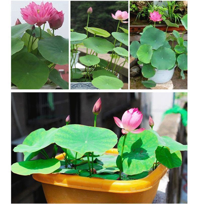 080b3eea-9bc9-4ae1-ab62-f24ef87b2fbc.jpe