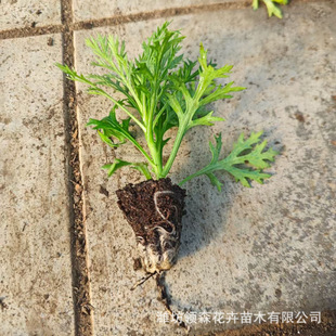 Margaret Hole Pot Seedlings Qingzhou Wholesale Cold-Resistant Flower Sea Flower Mirror Greening Project Seedlings Courtyard Greening and Beautification