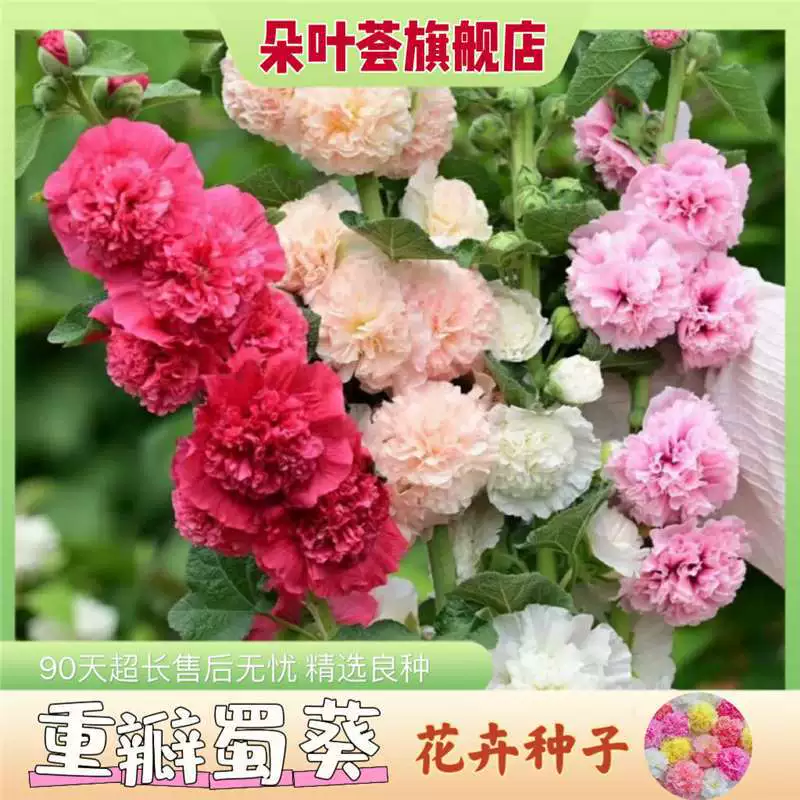 Семена двуцветковой мальвы для всесезонного посадки в горшках, цветет красным, легко выращивается, подходит для открытого балкона, сея в весеннее время.