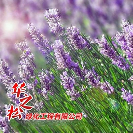 灌木;乔木;一二年生花卉