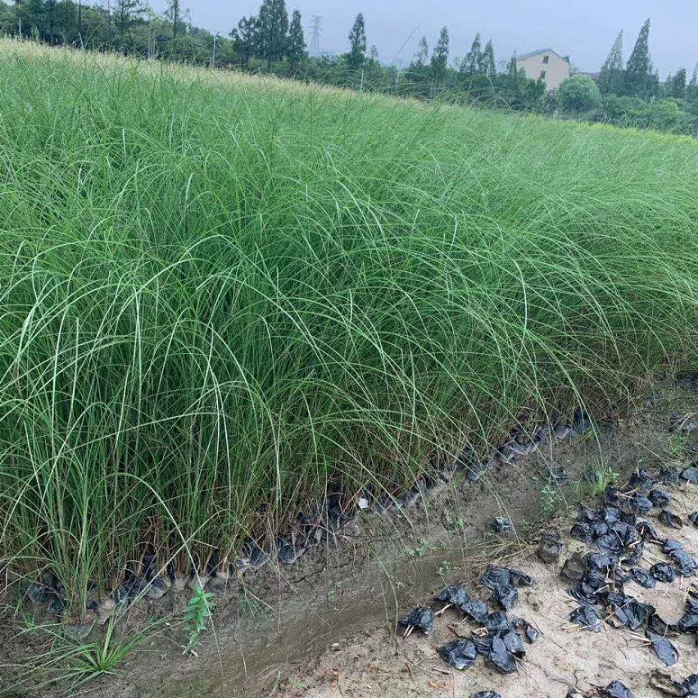 Водные растения мелкий лист Awn пятнистый лист манго цветок лист Awn утренний светлый Awn все виды Мискантус база большое количество