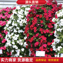 �M�ڷ����P�ɷN�� �ļ����ﲥ�k���҃��̨�����׷N���ܷN�� ����