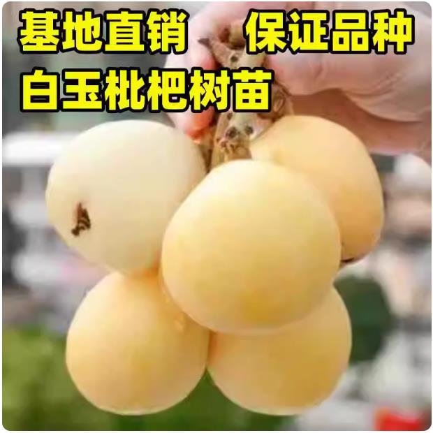 白玉枇杷树苗嫁接特大早熟宁海白沙琵琶果树苗盆栽地栽南北方种植