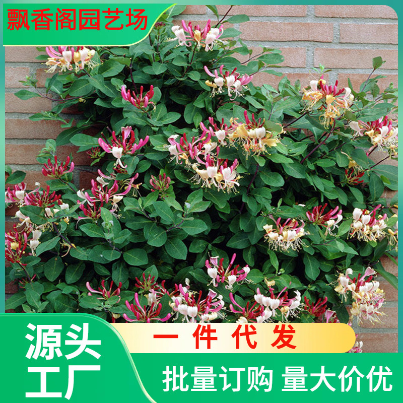 一件代发耐寒金银花树苗盆栽鸳鸯藤室内浓香花卉阳台庭院四季常青