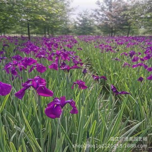 Wholesale Aquatic Plants and Ornamental Grasses from Nursery Base, Direct Supply for Villa Gardens, Including Flower-Leafed Water Lily and Water Grass