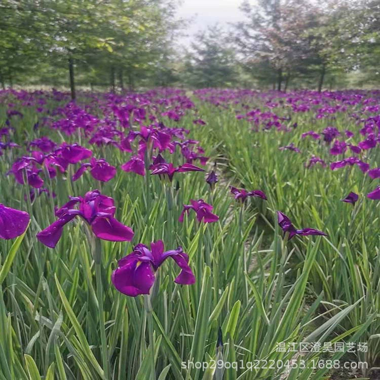 Рассада база оптом водные растения декоративные травы происхождения прямые поставки вилла сад саженцы цветок лист нефрит Цикада