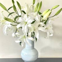 西伯利亚白色香水百合鲜花水培云南昆明基地直发插花办公室客厅