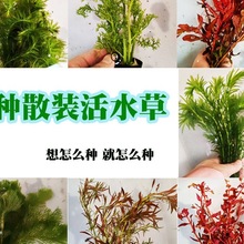 ���ݾG�ջ����ˮ��ֲ��ˮ���^�p�~���쾰����ˮ�ݽ��~���񹝲�