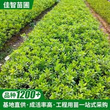 直供灌木地被杜鹃树苗园林批发杯苗袋苗造型茶梅树金森女贞小苗