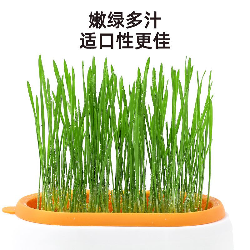 Placa de cultivo de plantas transfronterizas de hierba de gatos en maceta sin suelo hidroponía de gatos menta para el cultivo de hierba de lana para gatos