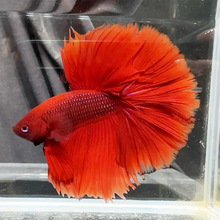 ����̩������������Ʒ�����泡ֱ����ɫͨ��ʨ����β���������̯