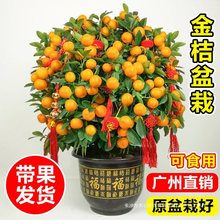 �ļ���ۘ����Կ�ʳ�Î�����Ƥ���Ә���͏d������ؔ���Ӕ[���Gֲ