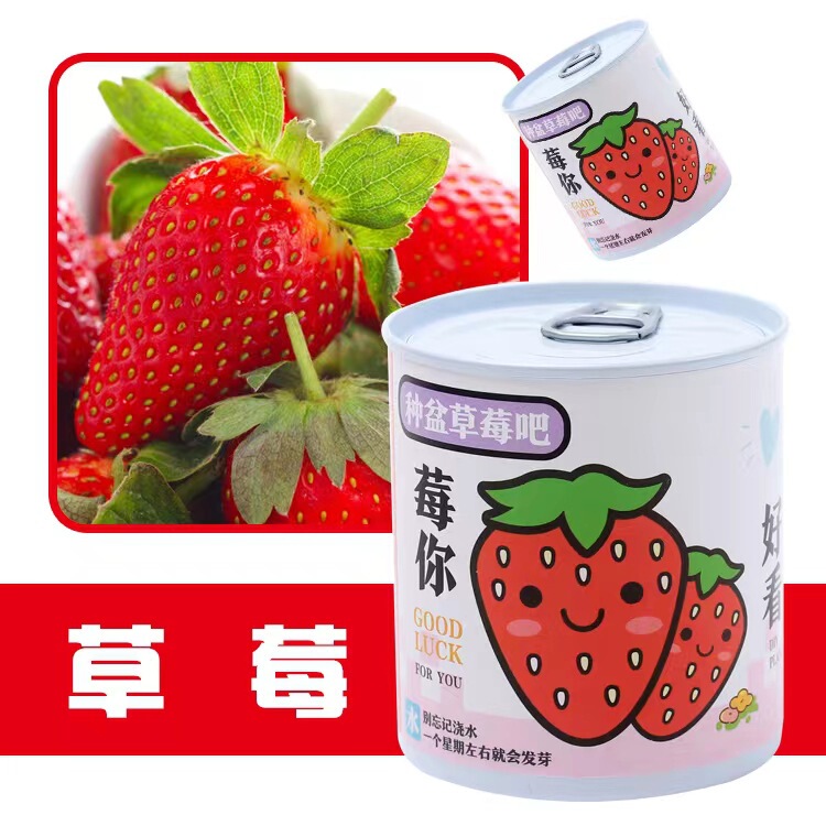 Can Planters Indoor Desktop Mini Green Plants Student Back-To-School Gifts Planting Cans Ornamental Planters Wholesale