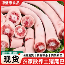 鲜冻猪尾巴生鲜猪尾现杀猪尾骨红烧卤肉店烧烤食材火锅店顺丰配送