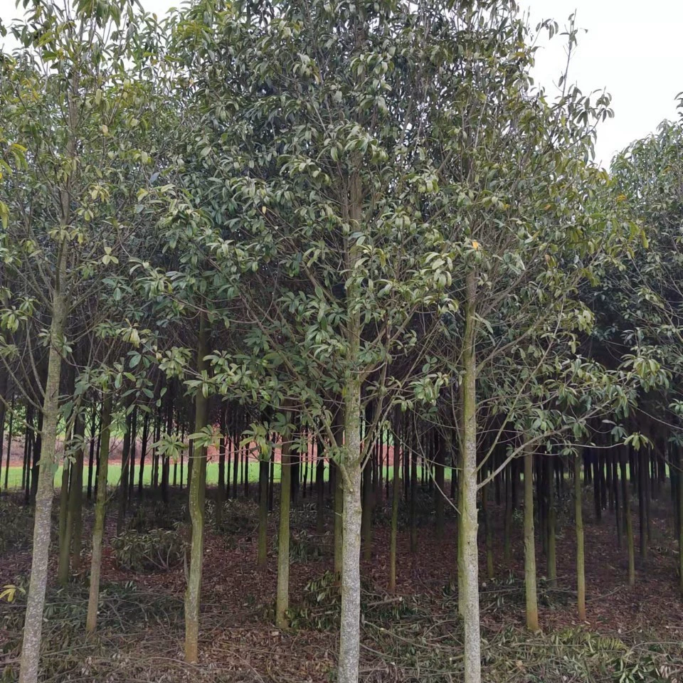 2201 база оптовая поставка сафлора Mulian DBH 3-15 см