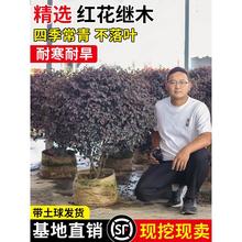 t^ľtľͥԺe^pͺֲ@ֹ̾G