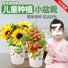 儿童种植盆栽幼儿园植物小盆栽创意迷你花卉小花农开心农场微景观
