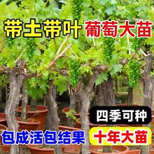 ꖹ�õ�����ј��m�o�˾޷����ј��ϱ����Nֲ�����ͺ����٘���