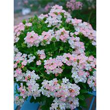 �M����Ů�ѷN�Ӵ������ļ����N�_���҃Ȼ��ܷN���̨����ͥԺ����