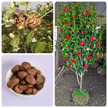 ɽ軨NӻܷNӻľNľNɽ軨ļ׷NN