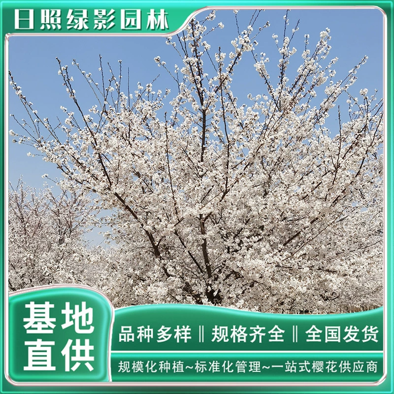 Yoshino Сакура Саженец рынка цитата 5 см Где купить Yoshino Сакура