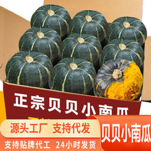 源头一件代发贝贝南瓜粉糯新鲜板栗味小南瓜栗面老瓜婴儿孕妇粉糯
