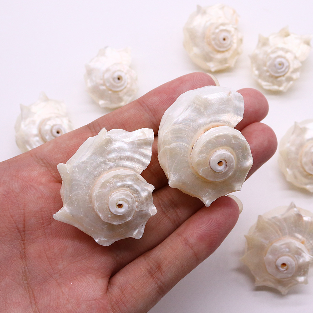 Natural Material Classification 1 Piece 25-40mm Shell Shell Faceted Jewelry Accessories Beads
