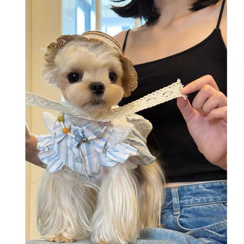 Pet Clothes Summer Princess Sleeves Pumpkin Skirt Bubble Skirt Thin Shirt Small Size Dogs Maltese Shih Tzu Yorkshire