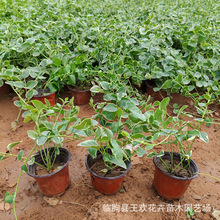 ���~���L�����G��������С��ľ���@�G������ֲ���ٱ��G���ر�ֲ��