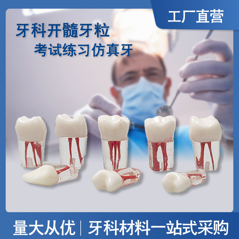 Dental Oral examen práctica endodoncia diente aislado cinturón dental cavidad pulpar abierto pulpa diente resina preparación del diente simulación grano del diente