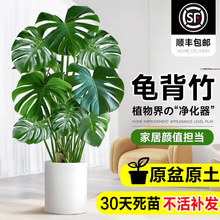 龟背竹客厅绿植室内大盆栽办公室净化空气植物盆景好养活四季常青