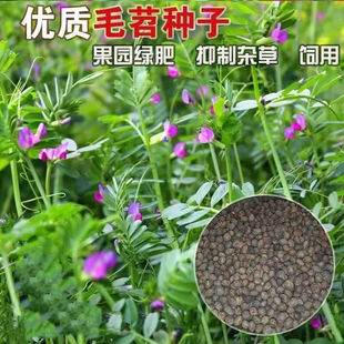 Hair Bean Seeds Orchard Green Manure Seeds Breeding Pasture Honey Source Hairy Leaf Purple Flower Bean Long Soft Hair Wild Pea Seeds