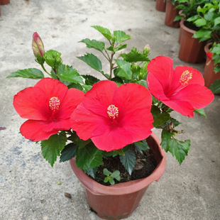 ��ɣ���܎���������ľ�Ȼ����ļ��_����誻��ֲ̨��Gֲ����