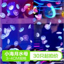 水母批发只观赏无毒海月水母/水母活物观赏水母摆地摊垒德垒德株