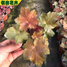 �\�� ���l��ɫ�\���\��Ѩ�P�� ���R�\�� �ͺ��������^�~���Rֲ��