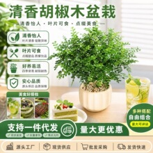 蛋糕西餐甜品装饰点缀好养叶子可食用驱蚊植物新鲜清香胡椒木盆栽