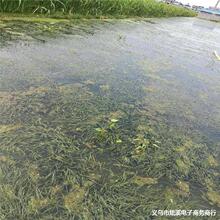 �h�����̳�ˮֲ�������ݻ���ֱ�N�����B�~�rзˮ�ݿ�������