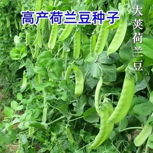 Dutch Pea Seeds, Pea Seedlings, Four-Season Sweet Old Varieties, Pea Seeds, Broad Bean Seeds, Rapeseed, Bowl Beans