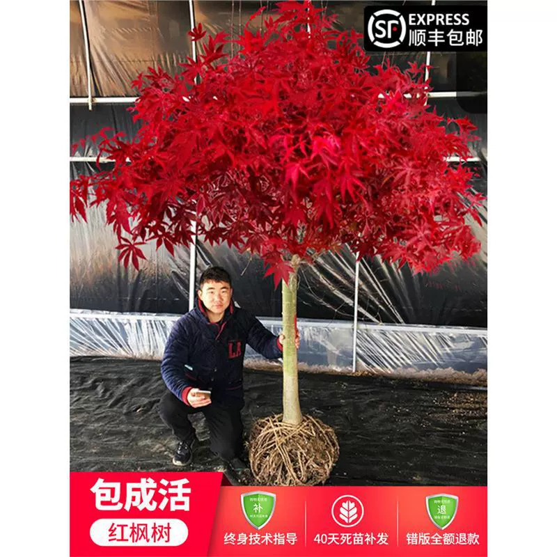 Саженцы красного клена, четырехсезонные красные горшечные растения, бонсай японской красной танцовщицы, наземные растения во внутреннем дворе, саженцы для озеленения ландшафта.